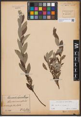 Foto von Salix aurita L. x Salix repens L.